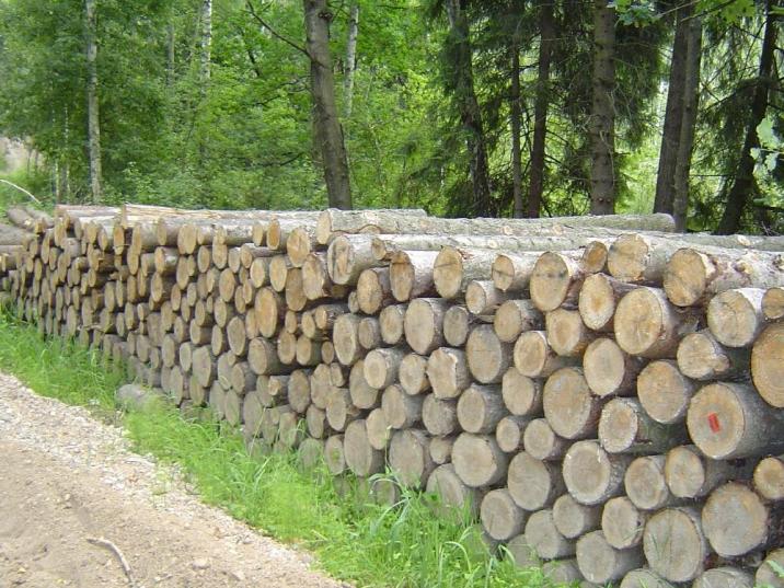 Fot. Archiwum Nadleśnictwa